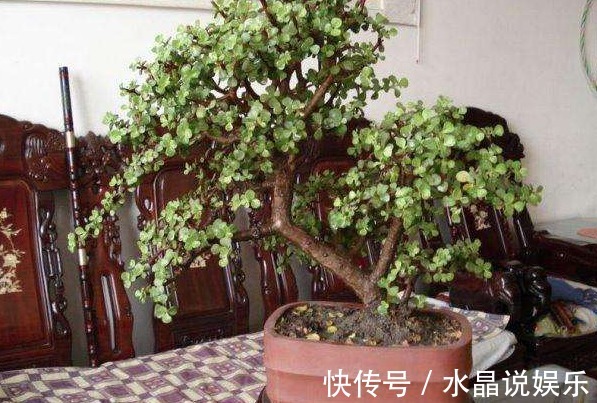 金枝玉叶如何养平时给予3个条件,枝干变得木质化,3年成老桩