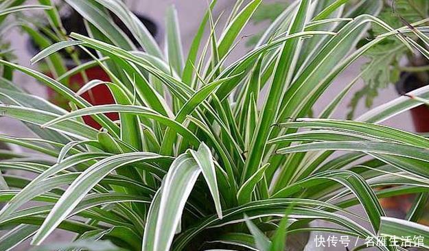  养花|家里养花，用此个妙招，一盆变成十盆，花盆都不够用了