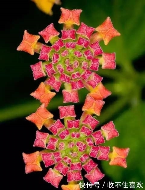 植物|神“造”般的植物奇景,仿佛画作精品,小编已深深着迷!