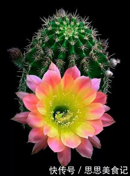 第一次见这么美的仙人掌花!大开眼界!