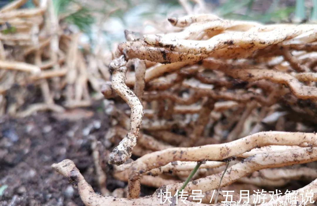 种植兰花,如果花盆中出现这两种现象,兰根茁壮兰苗旺盛就不难