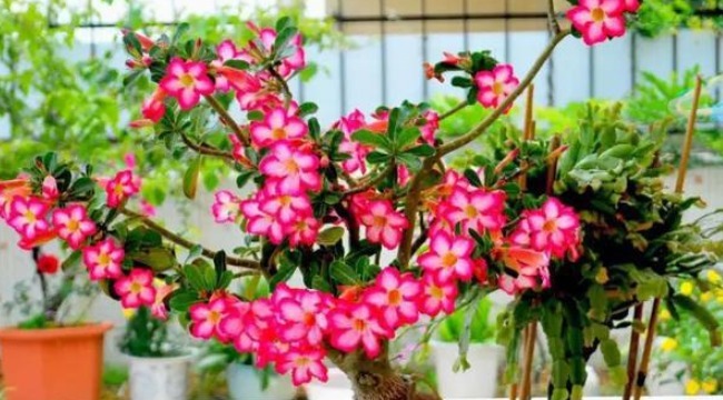 有种比玫瑰还美的花，不仅漂亮而且花期长，放在太阳下长势最好！