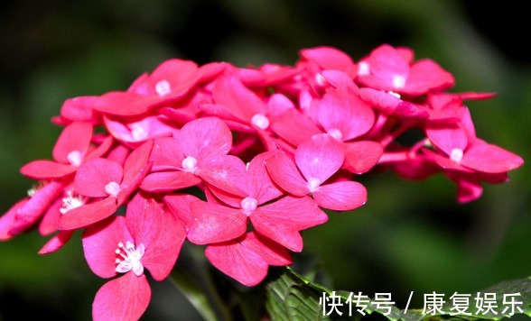 四季兰|家里阳台就养这些花朵,超好养,开花就爆盆,花大色艳,开花超美