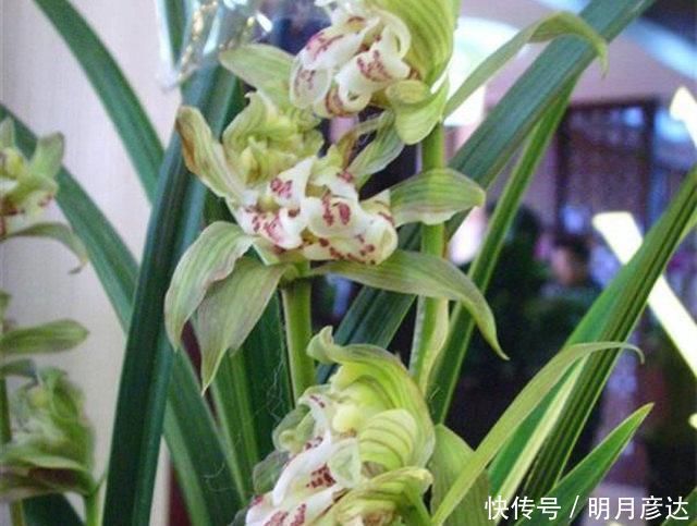 牡丹兰花|六种牡丹兰花，盆盆娇艳高贵，绚丽多姿，极漂亮，堪称兰中佳品