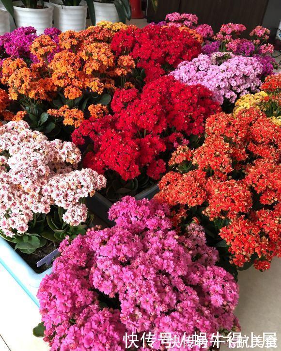 烂根|长寿花养不好?5个难题解决掉,养一盆爆一盆,不黑不烂,花更棒