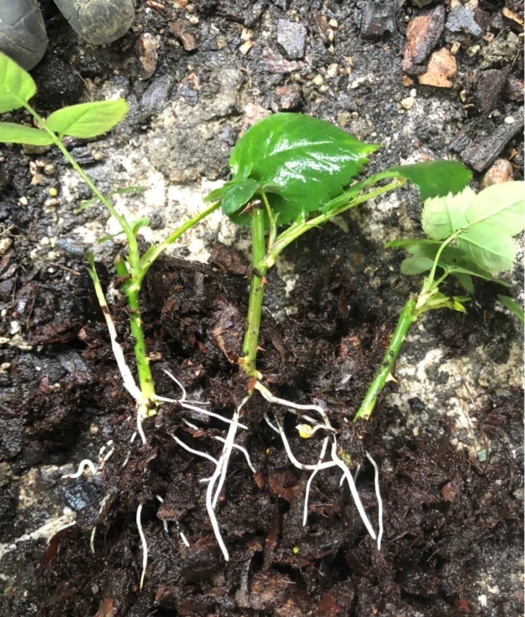 塑料瓶|旧筷子、老干妈瓶别扔,拿来养花效果好,省下一笔养花钱