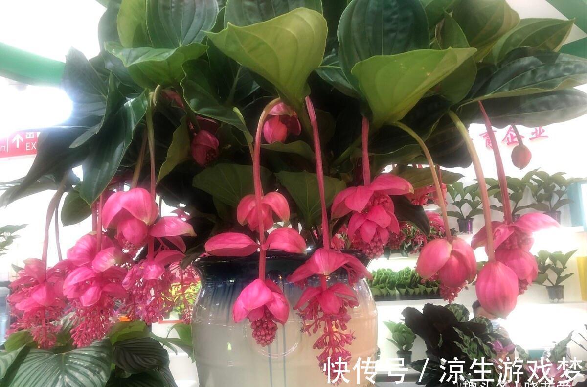 公认难养的10种“漂亮花”，没有几年养花经验，建议别买回家