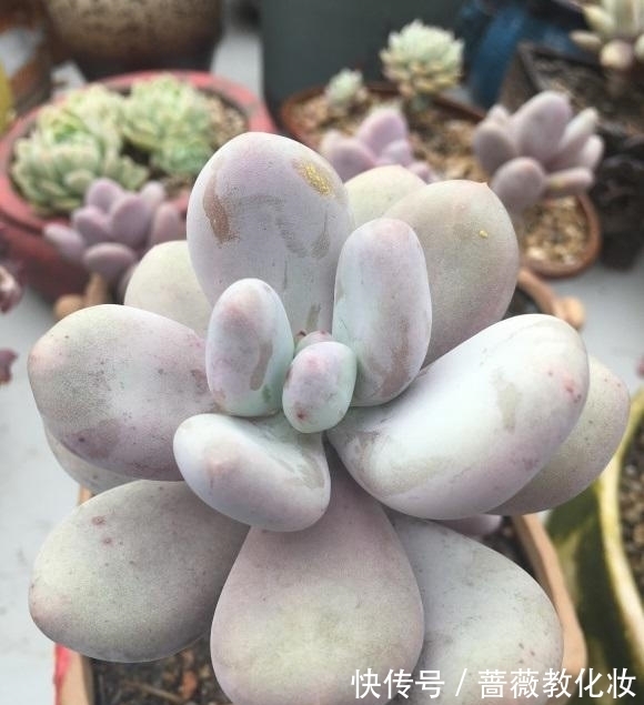 养多肉,配土很重要?只要会养,配土只是一种方式,无关紧要