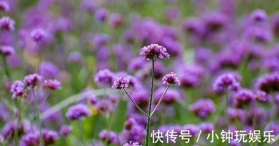 农历八月二十三秋分后,养什么花?以下3种花,长长久久吉祥如意