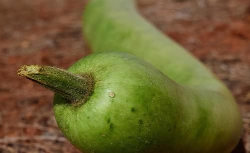 皮肤|要想一直年轻,夏天多吃的食物,美容养颜,减少皮肤皱纹,气色好