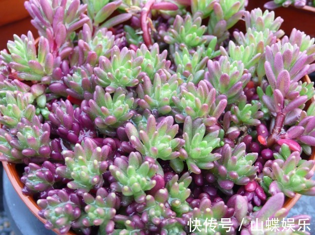 超好养活的多肉植物，喜欢多肉的不要错过，这几款超好看还好养