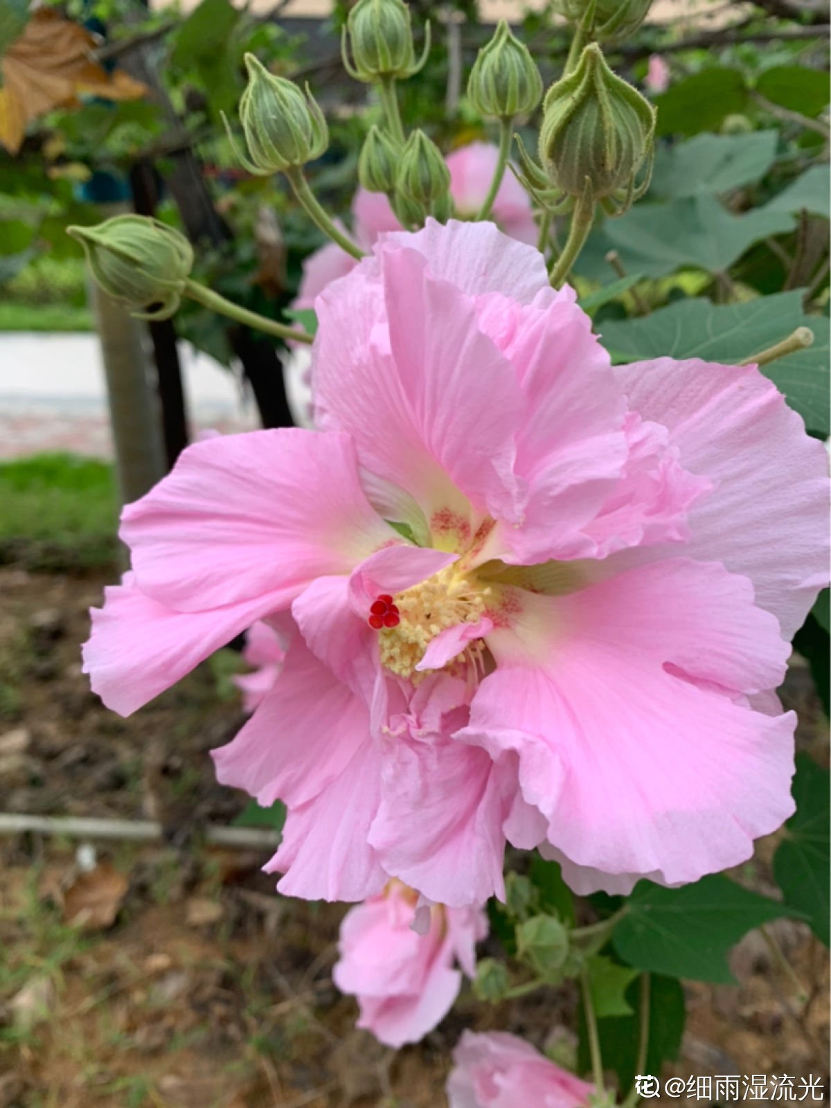 芙蓉花|这3种“芙蓉”花，你见过几种？夏去秋来都在开，美丽和诗情并存