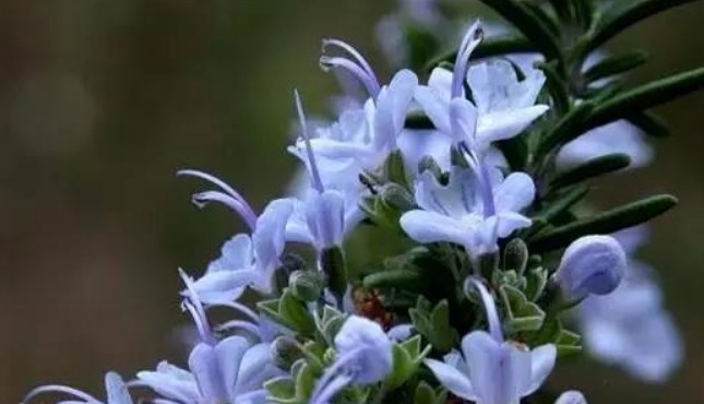 此花被罗马人称为神圣之草,泡水可增强记忆,可用来表达爱意