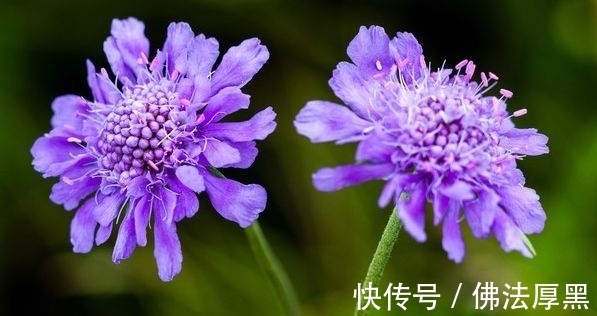 4种花自带财运,好养易活不招虫,开花漂亮花期长,谁养谁喜欢