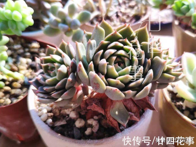 肉肉|秋天养多肉，运用3要素合理虐养，适当“进补”，养出果冻小胖墩