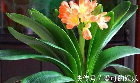 霜降后,4种花浇水是关键,学会此样做,叶片绿开花旺