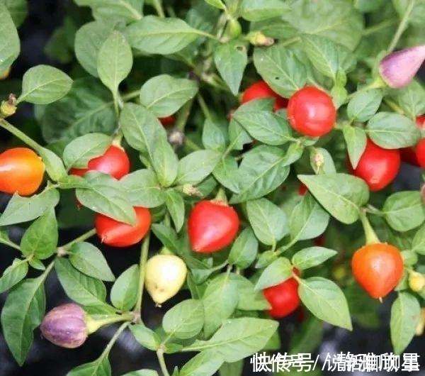 幼苗|一盆五彩椒有上百个果实,做好这几点可连续开花结果几年