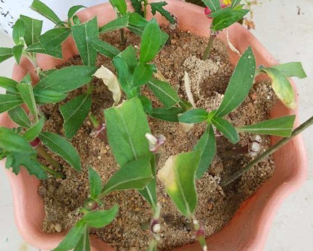 河沙才是养花万能土,家里的花,从不烂根、不黄叶