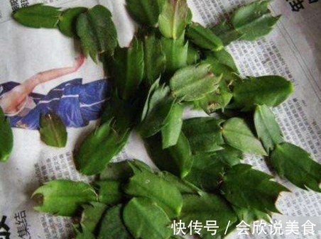 蟹爪兰|11月初,3种花不用买,“剪”个枝叶插土里,不久长满一整盆!