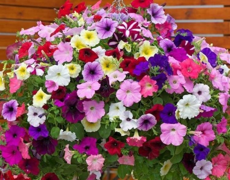 4种花适合新手养，有阳光就爆盆，给点水就疯长，太好养