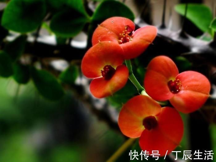 养护|养这6种花的人太聪明了,一年四季都在开花,家里时时刻刻能赏花