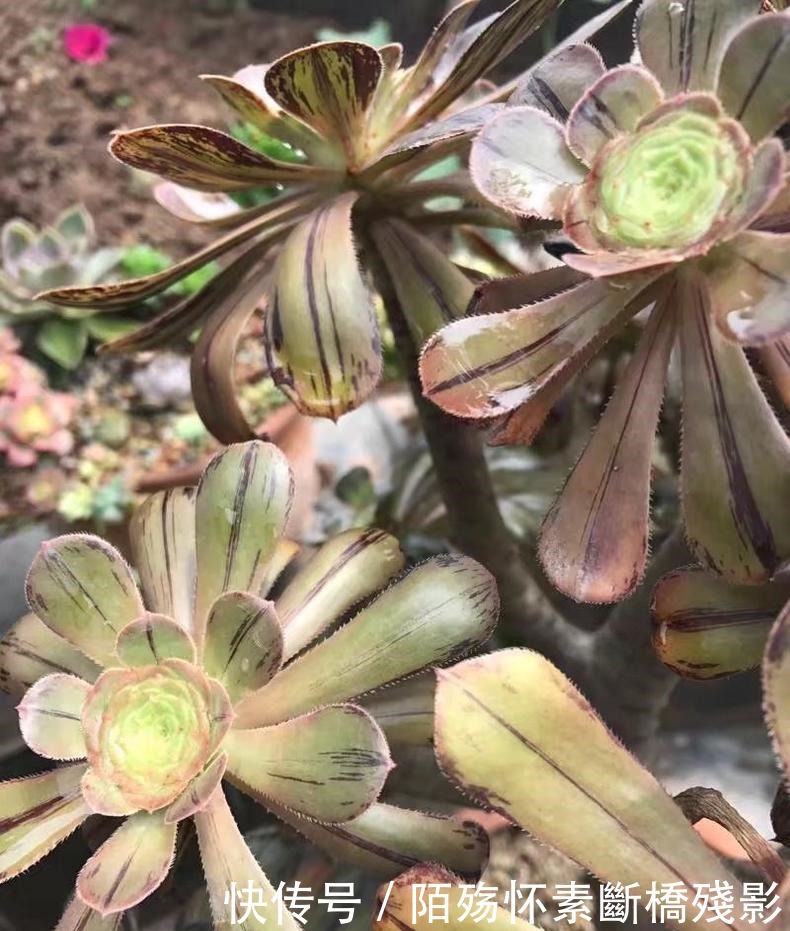 多肉|看到他养的多肉，我才知道法师有多扛晒