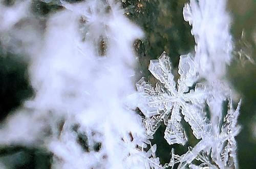 微距看北京雪花 晶莹剔透如艺术品