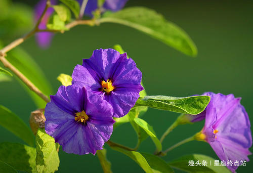 老婆|婚后能把老婆当女儿宠，总是言听计从，细心贴心的四大生肖男