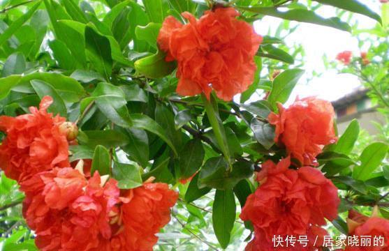 新手|新手养护花卉,就养比石榴花好看,比牡丹富贵的花卉,沾土就活!