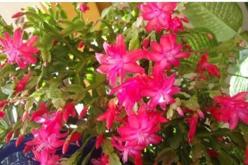 想要养好蟹爪兰，高手教你这几招，这么养才能枝繁叶茂常开花