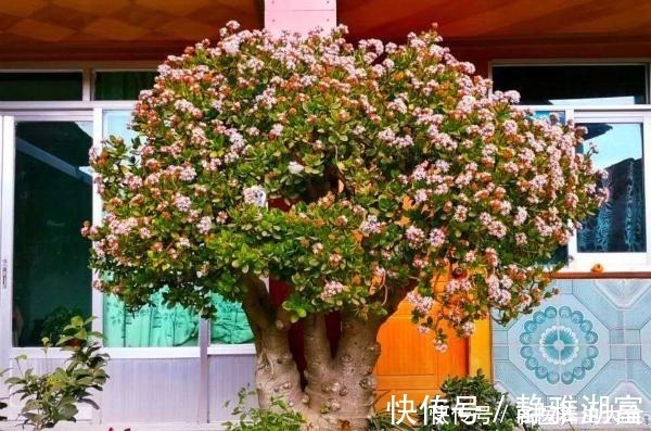 传家|多肉中的“老寿星”,越老越值钱,养成大树可镇宅可传家!