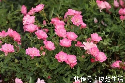 花型|好看的“无刺月季”颜值担当，不被“狼牙棒”扎到手