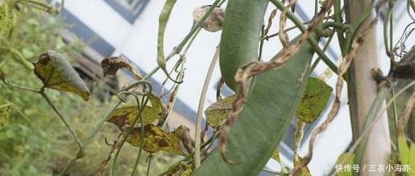  农村的稀罕蔬菜，好吃却没几个人懂做法，烂地里也没人采摘