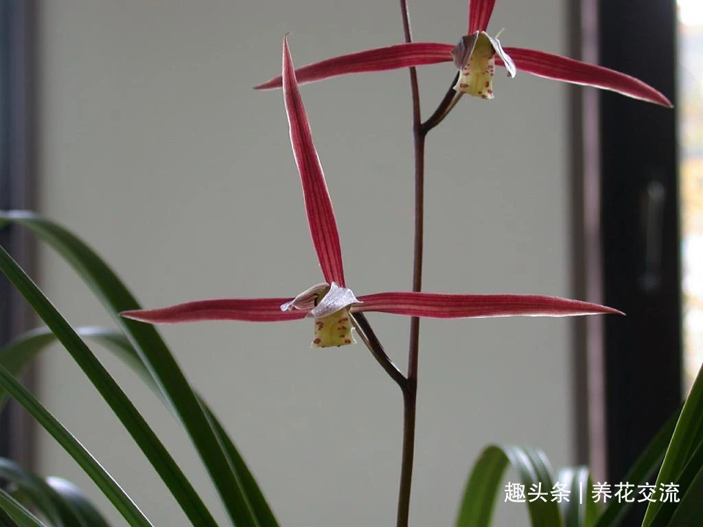 兰花五大家，春兰、蕙兰、建兰、墨兰和寒兰咋养，养护指南看这里