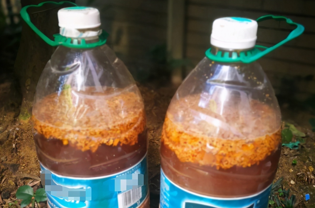 烂水果、过期食品别丢啦!“1对1”处理好养花,效果一级棒