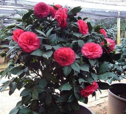  摆放在家里|养此3种花，花朵碗口大，养1盆上档次，亲戚、朋友都喜欢