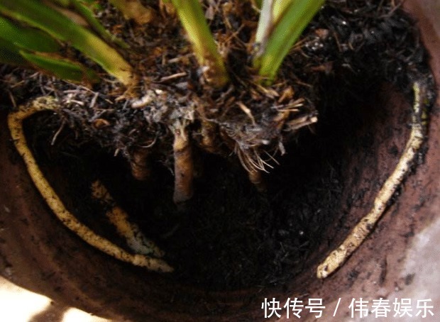 烂根的兰花生新芽怎么办简单3步移新芽,新芽养护简单更茂盛