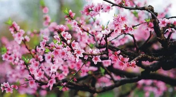 桃木|道教法器中桃木为何最受人喜爱,有何神威呢?