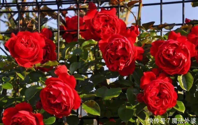 院子别空着,10种藤本月季,总有一种值得你喜欢