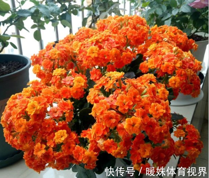 长寿花|夏季的长寿花，做好“二少二不缺”，植株健壮不黑腐，新芽能翻倍
