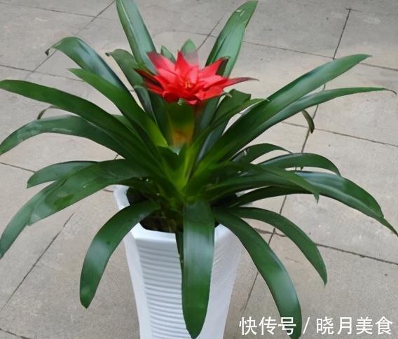 立冬后逛花市,3种花随便买,拿回家好养活,特别上档次