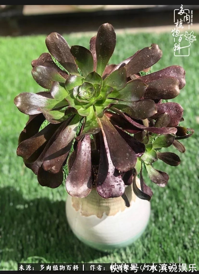 红铜壶|多肉千万种,我独爱法师!爱它的霸气,更爱它的华丽蜕变!