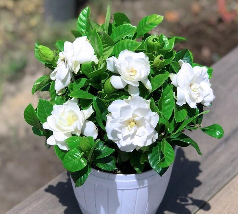 米兰花米兰花|4种年宵花,养起来有难度,干不得,浇不得,十有八九养不好