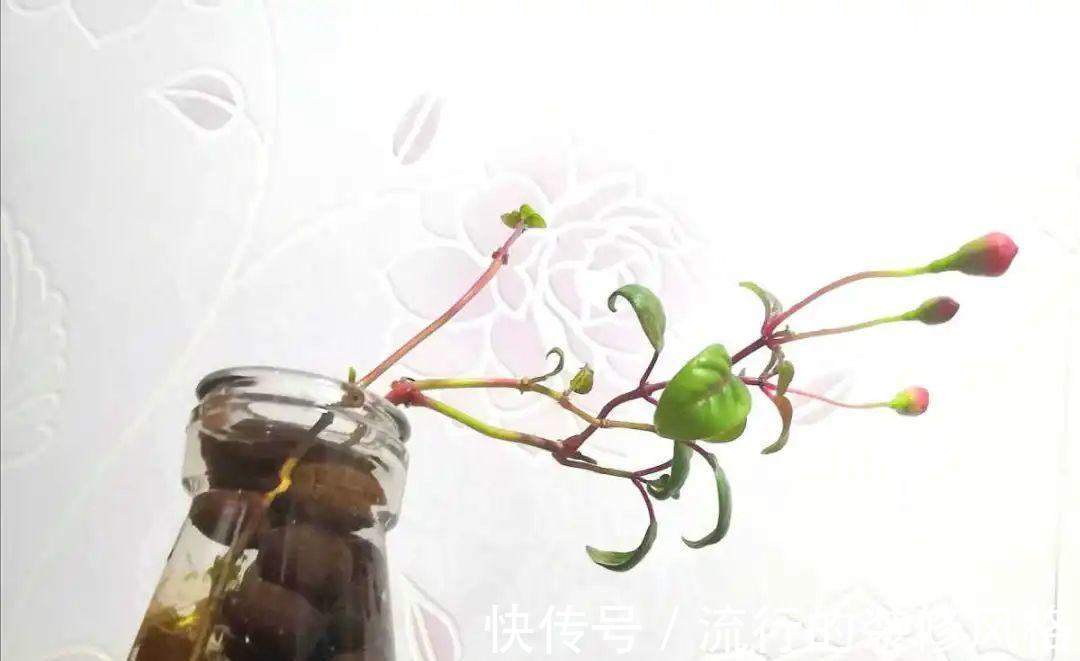 黄叶|养花“黑名单”实在太难养，心累