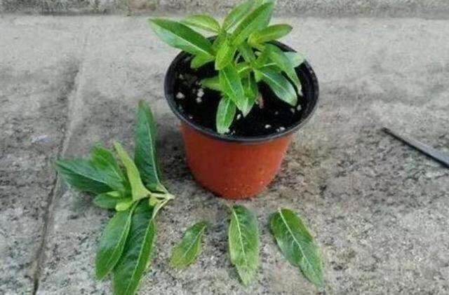 枝条|这6种花,要经常“摘心”,分枝多开花多,株形更丰满