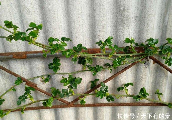 笋芽|月季花墙,小苗快速成型的“窍门”,一年满枝芽,爆出一墙花