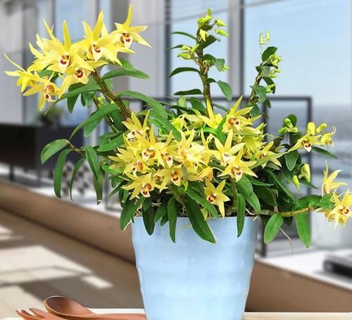  鲜艳|这款“兰花”价值高，花色鲜艳，观赏食用两不误，比银子还值钱