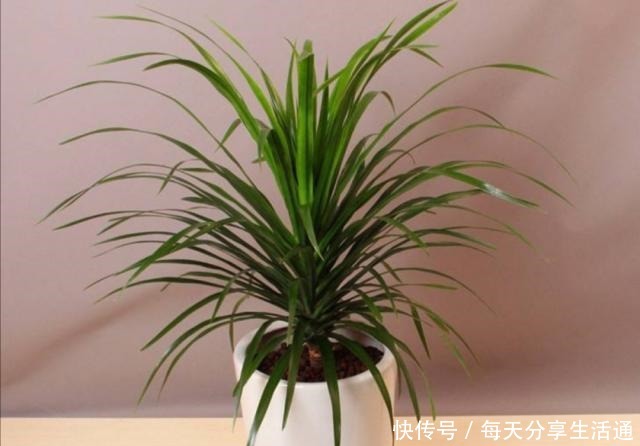 冬天在室内养1种“绿树”,既美观又大方,改善空气质量!