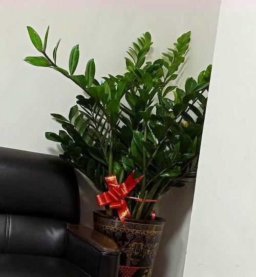 光照逐渐变强，5种花要及时换地方，别被晒伤了