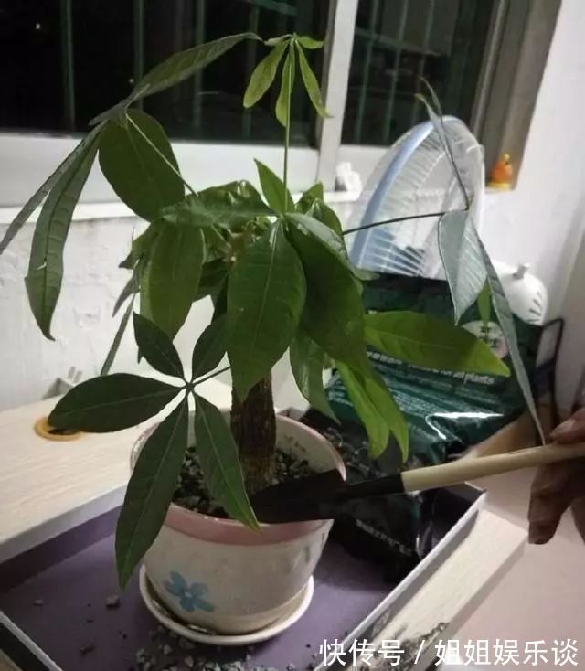 喷洒|给发财树喷一点小玩意，叶子翠绿发光，新芽新枝条蹭蹭冒